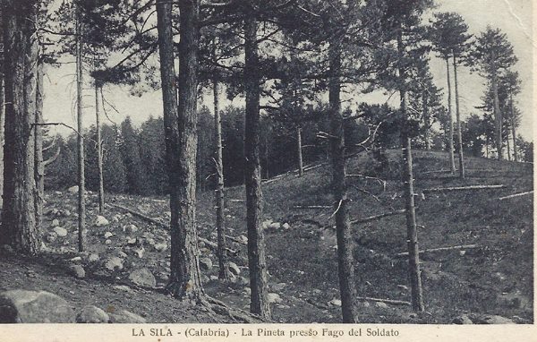 La pineta presso Fago del Soldato